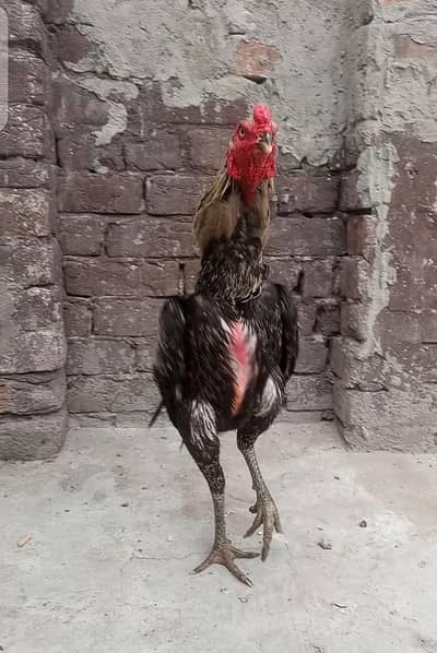 aseel Thai vait murgha