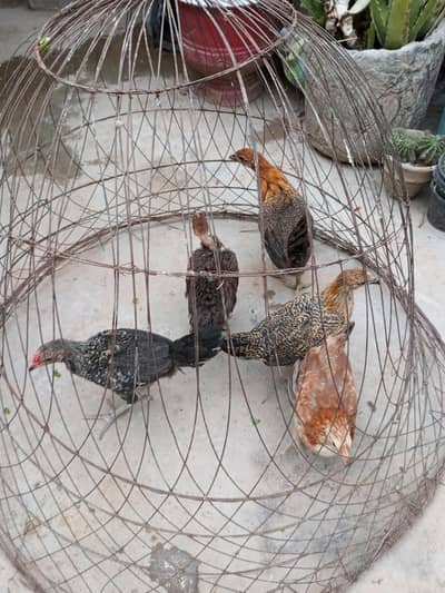 Golden misri for sale