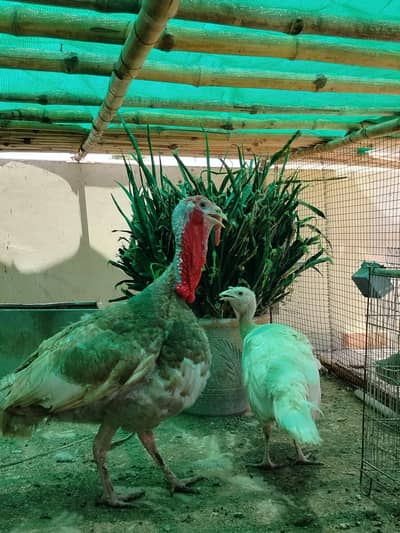 BREEDER PAIR