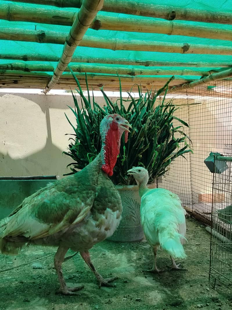 BREEDER PAIR 0