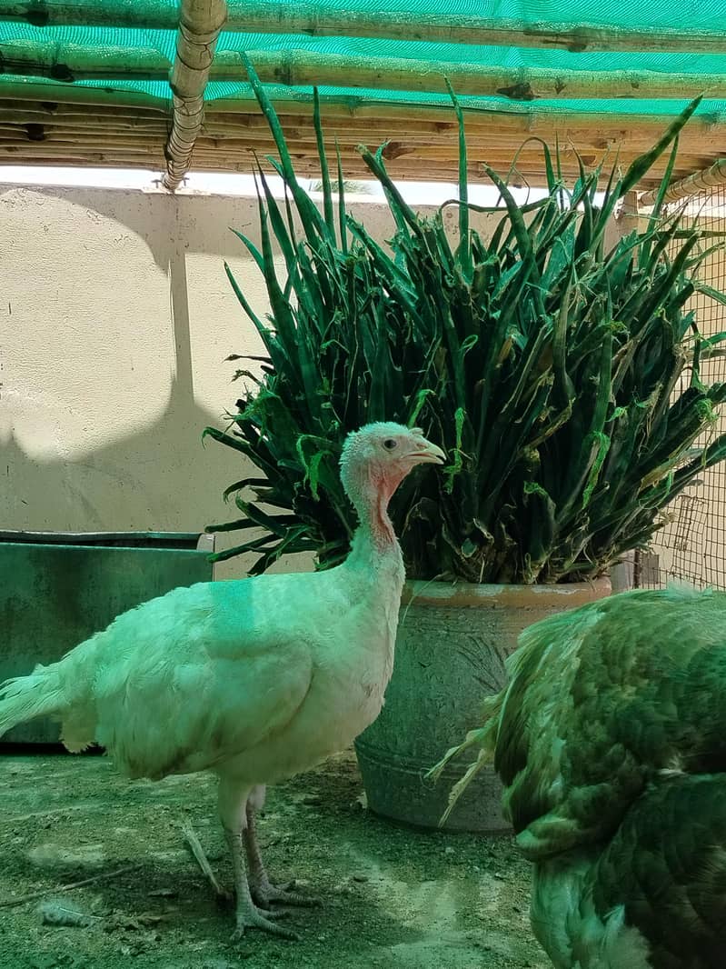 BREEDER PAIR 1