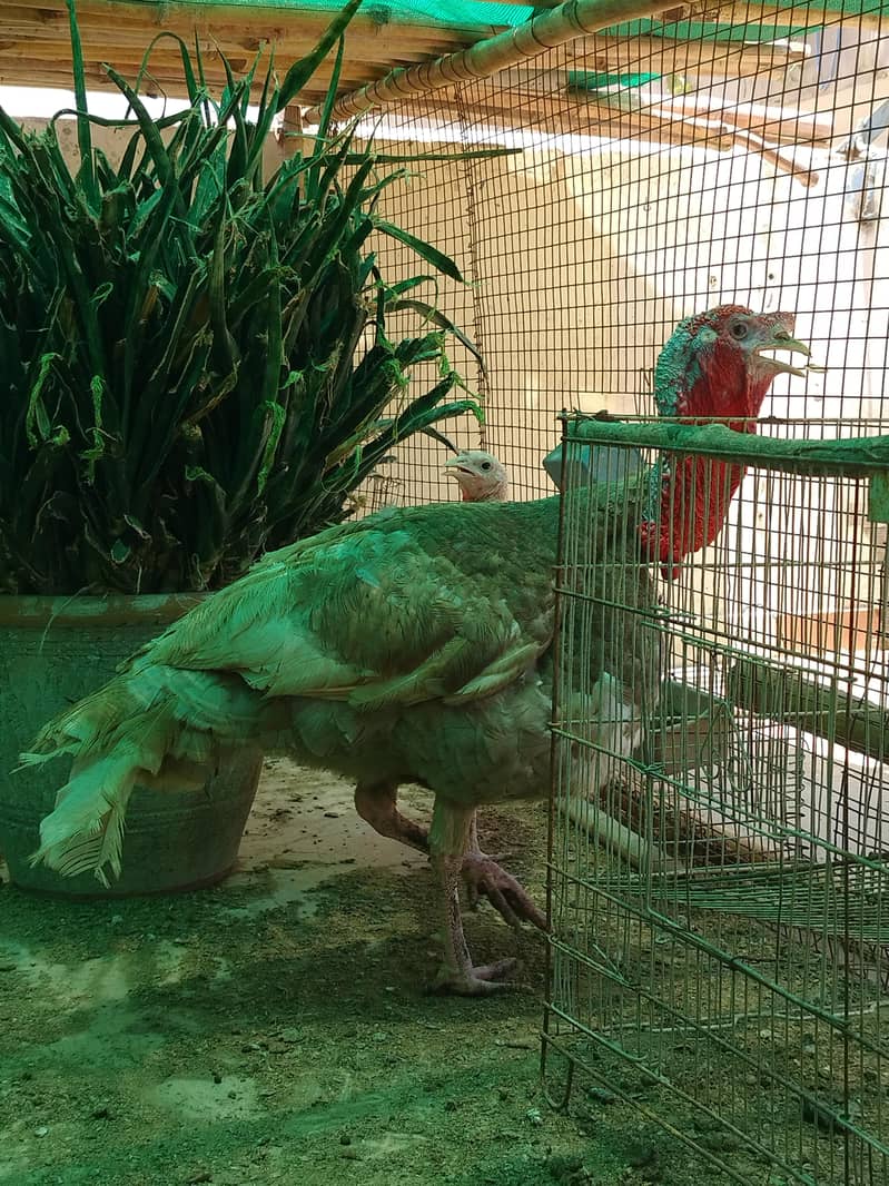 BREEDER PAIR 2