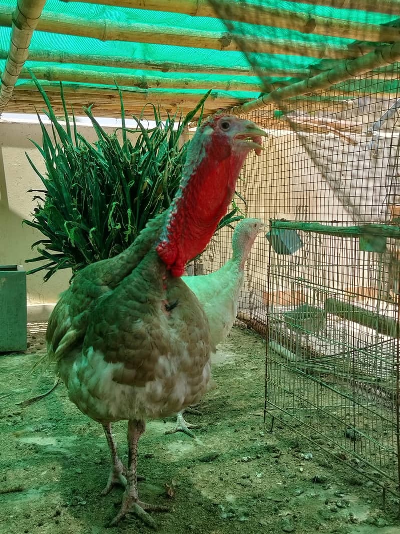 BREEDER PAIR 3