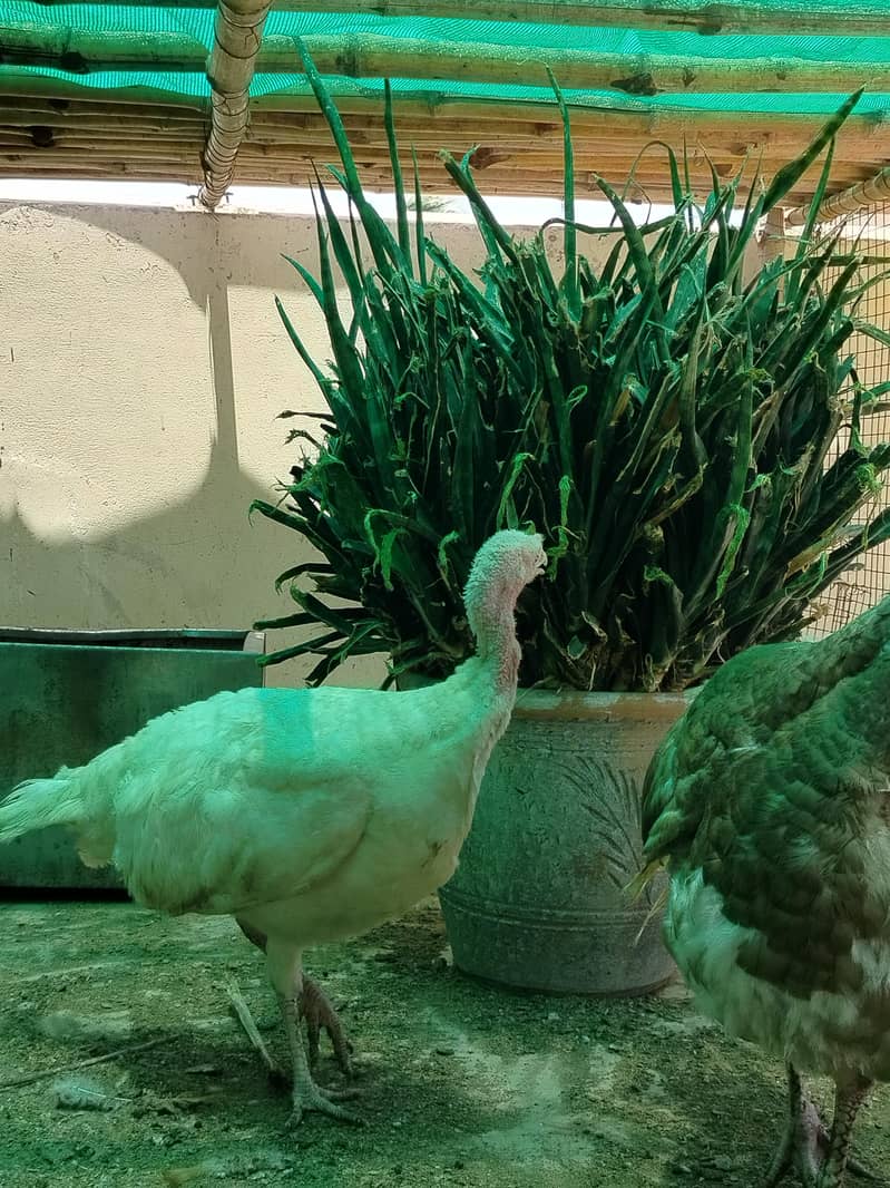 BREEDER PAIR 4