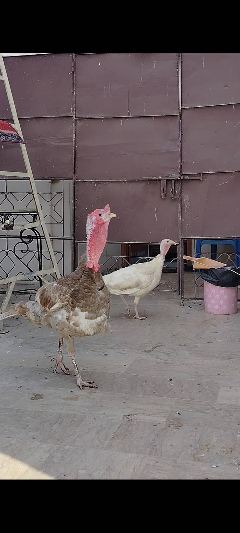 BREEDER PAIR 6