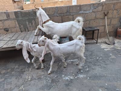 gulabi goats
