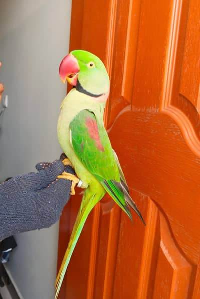 raw parrot male hand Tame