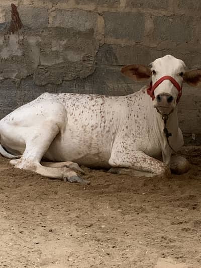 Bachiya for sale urgent