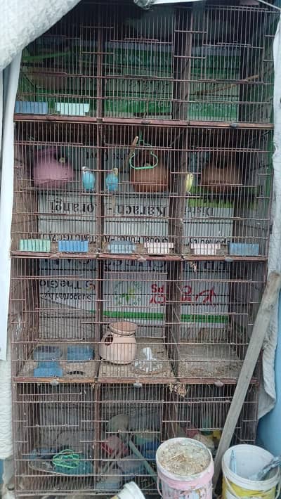 budgie . fisher