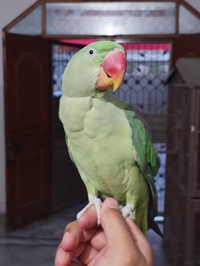 kashmiri raw parrot female