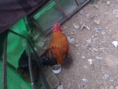 hen for sale