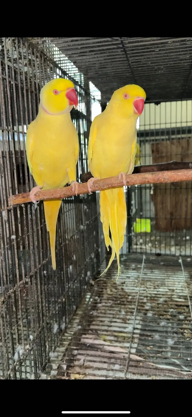Yellow ringneck Pairs breeder history parrot females