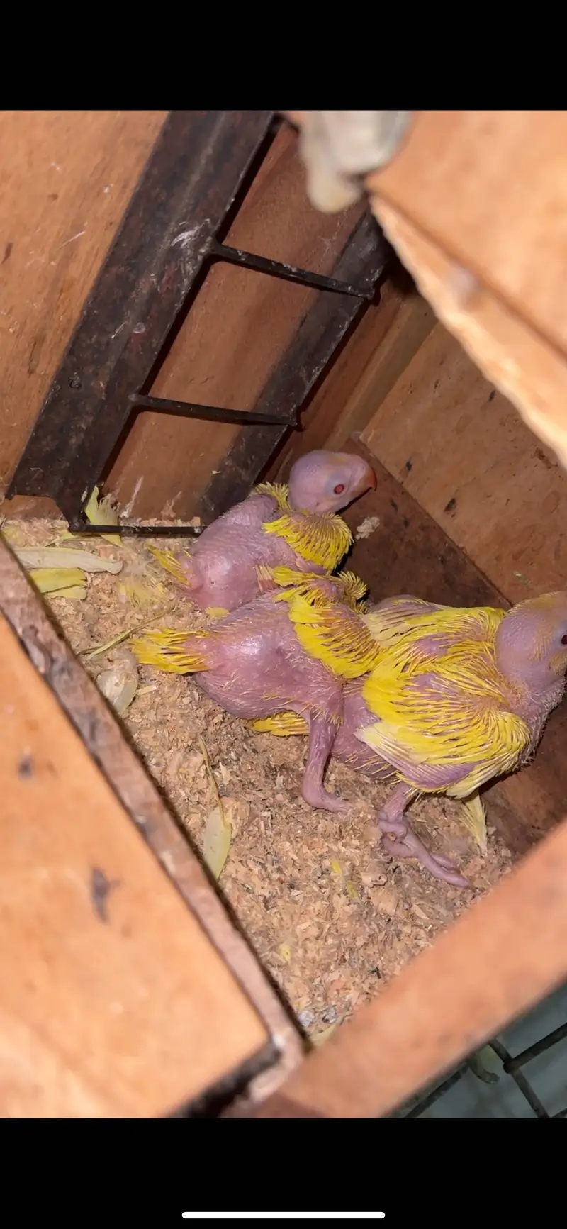 Yellow ringneck Pairs breeder history parrot females — photo 2