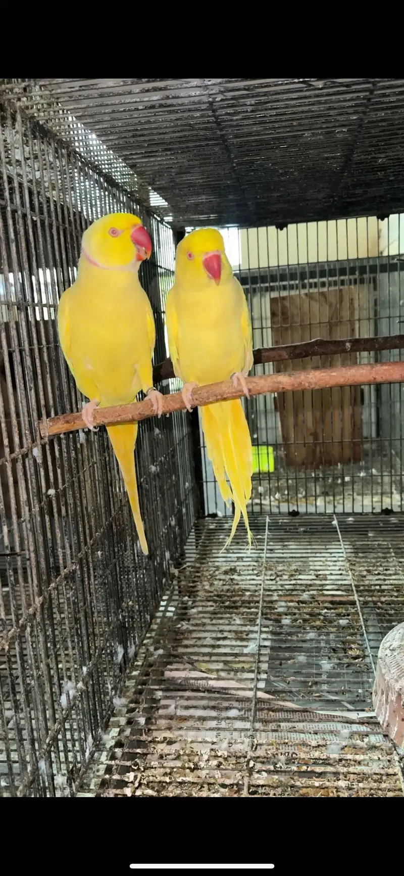 Yellow ringneck Pairs breeder history parrot females — photo 3