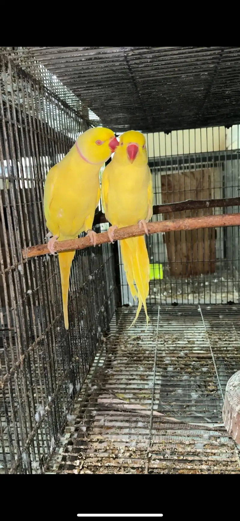 Yellow ringneck Pairs breeder history parrot females — photo 4