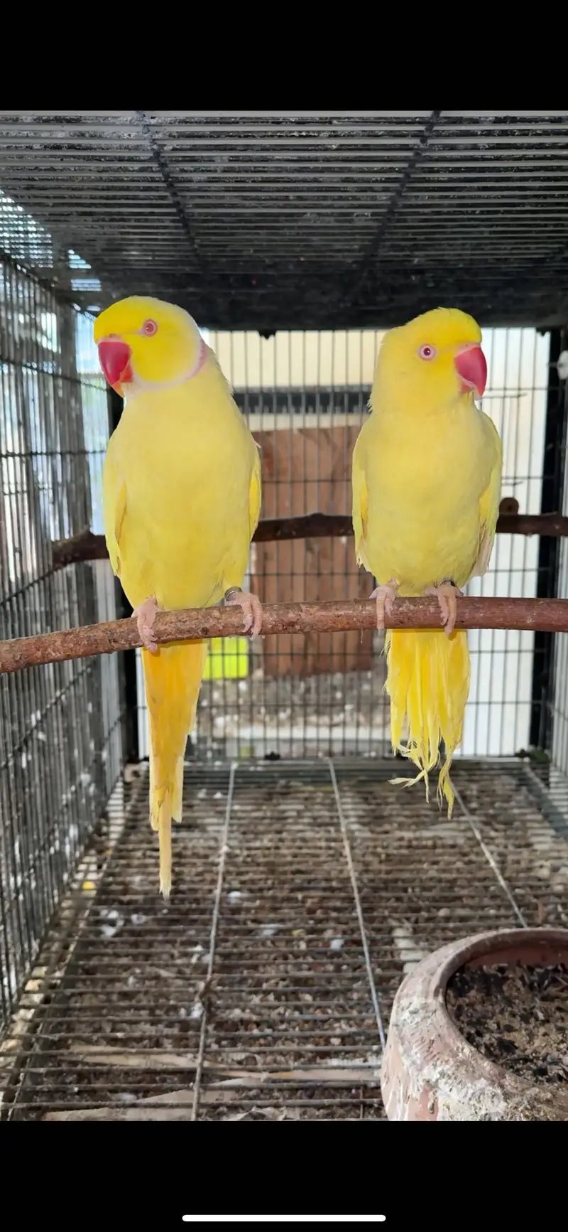 Yellow ringneck Pairs breeder history parrot females — photo 5