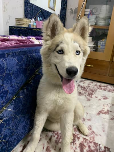 husky male puppy