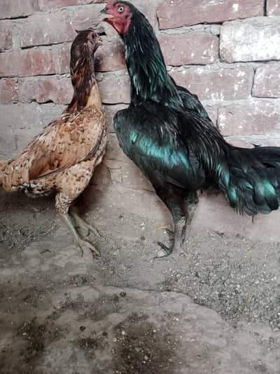 Thai Pair exchange with 4 portion Cage