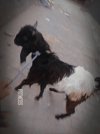 bakra for sale abhi kheera hai 2no dant hill rhe ha