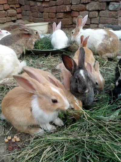 Rabits baby