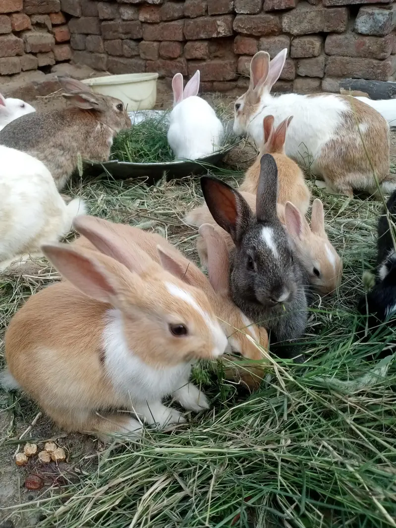 Rabits baby