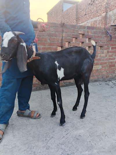 bakri for sale