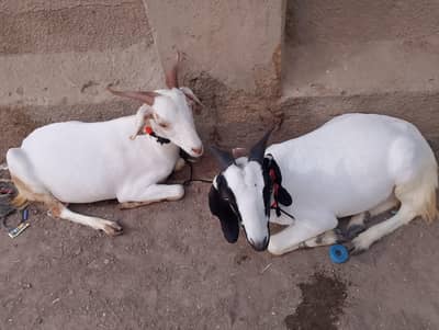bakre 2 dant