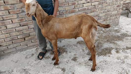 2 dant bakra good health+quality