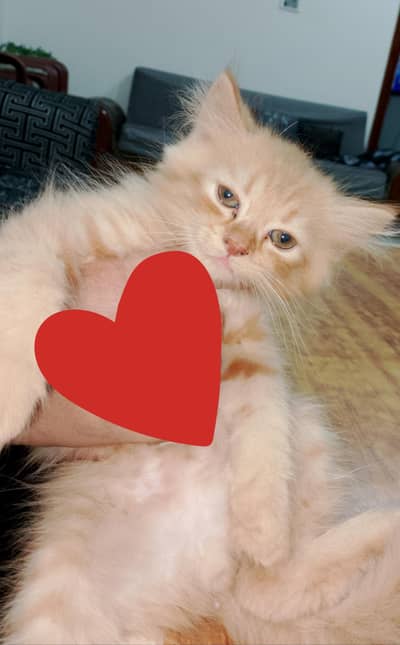 1 male kitten
