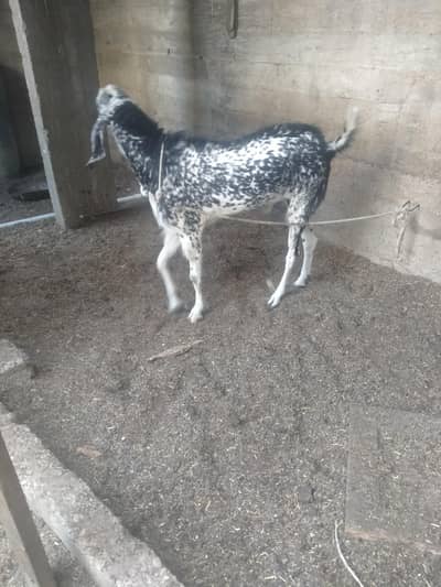 bital goat