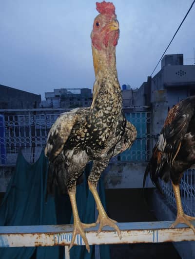 aseel murgha, aseel rooster