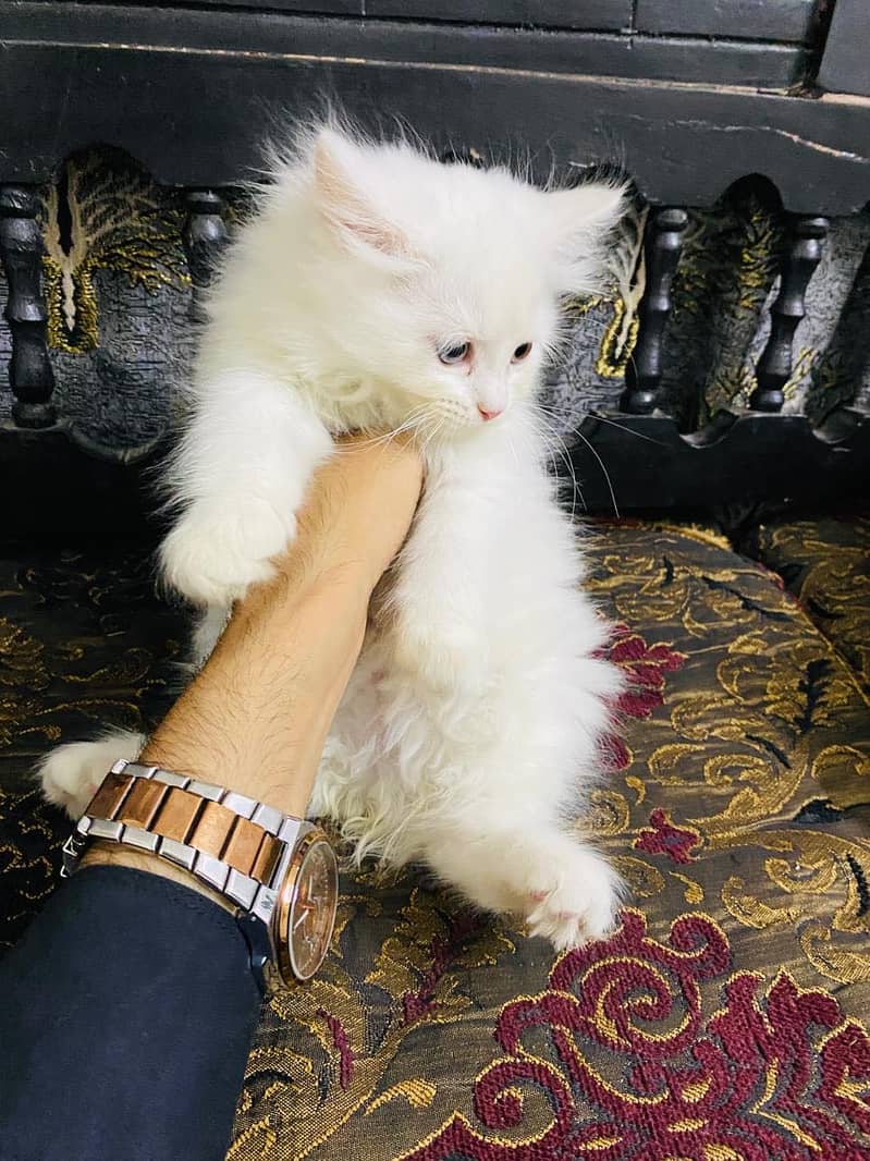 kitty 0