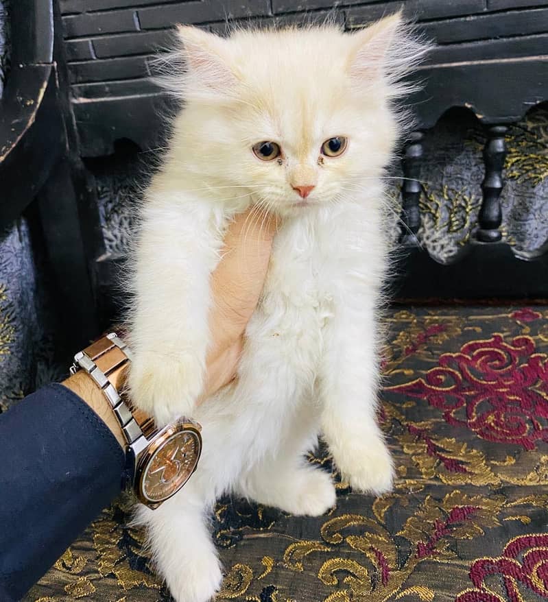 kitty 1