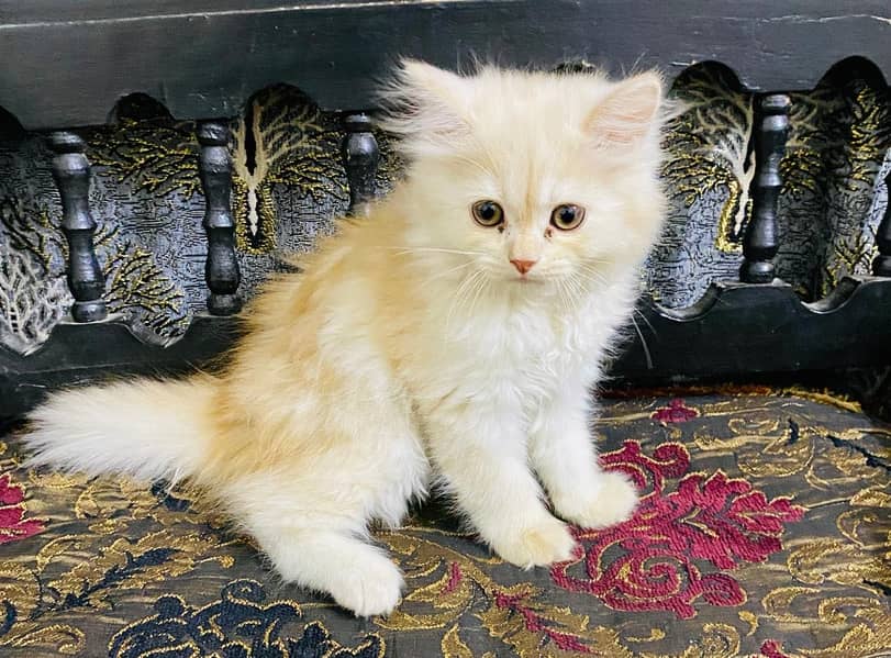 kitty 2