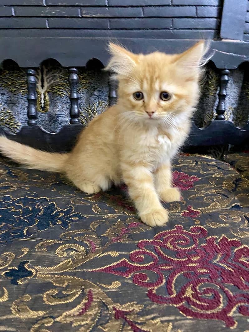 kitty 3
