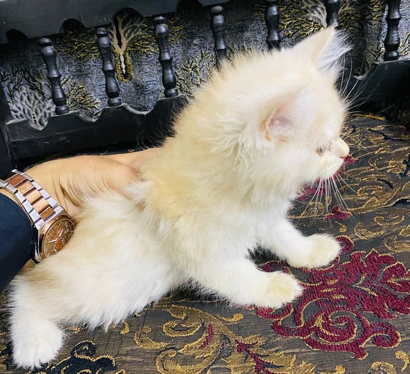 kitty 4