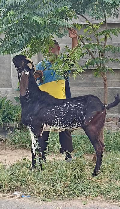 Naayab VIP Makhi Cheena Bakra | Shandaar Height aur Quality