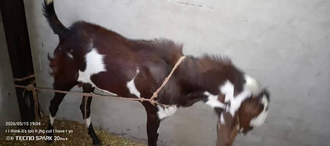 choka bakra ha  zinda wazan 1 man sa upar ha