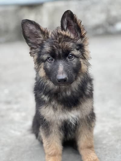 German shepherd long coat