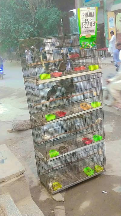 Bird Cage