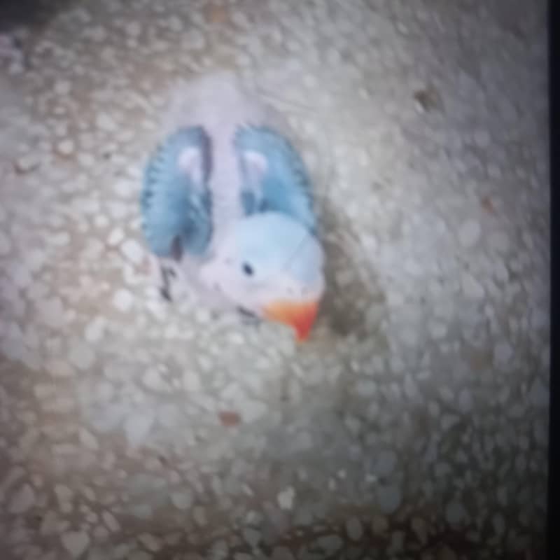 rawbaba 0