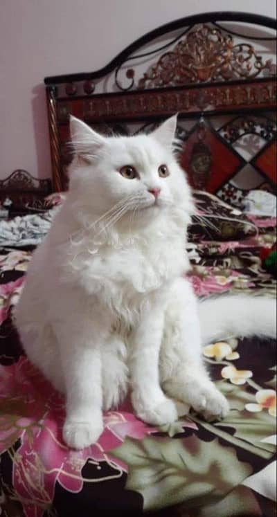 Persian triple coat female
