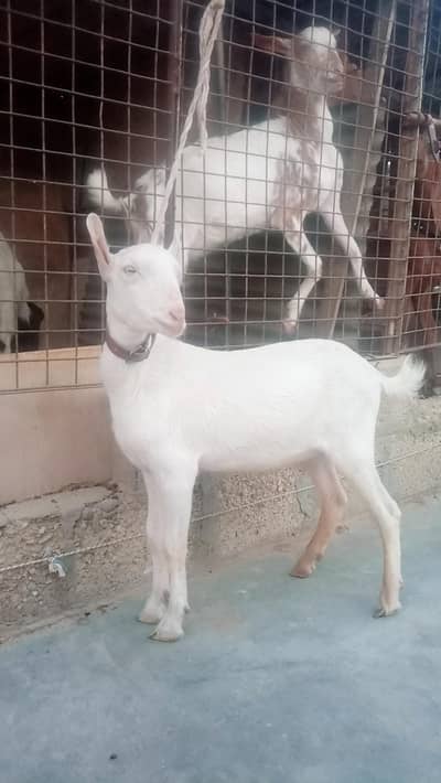 gulabi tedda white eyes munda