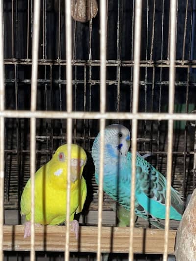 Breeder bird