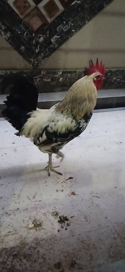 desi murgh for sale