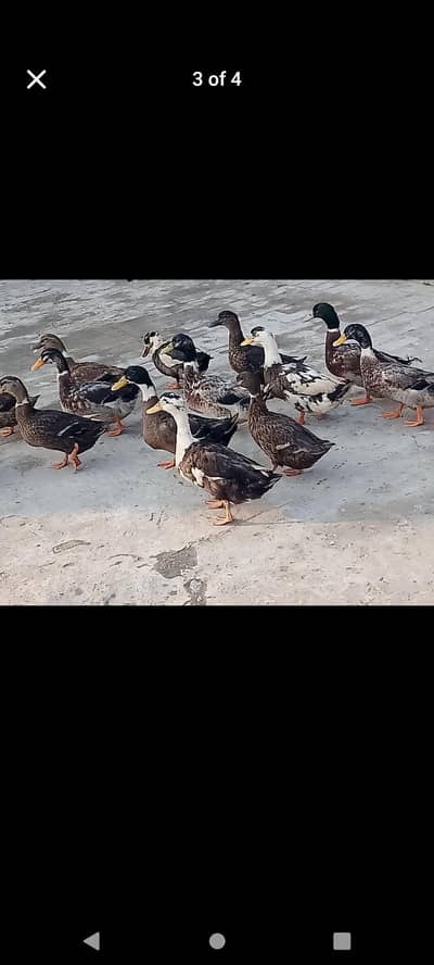duck eggs dyrhi ha watsap 03254858812 location Rana town shadrha