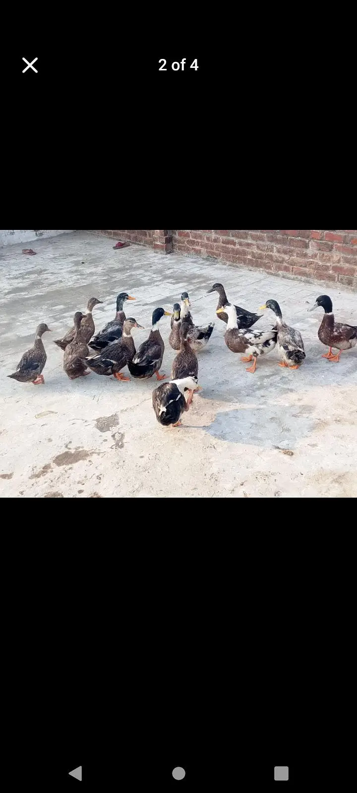 duck eggs dyrhi ha watsap 03254858812 location Rana town shadrha — photo 2