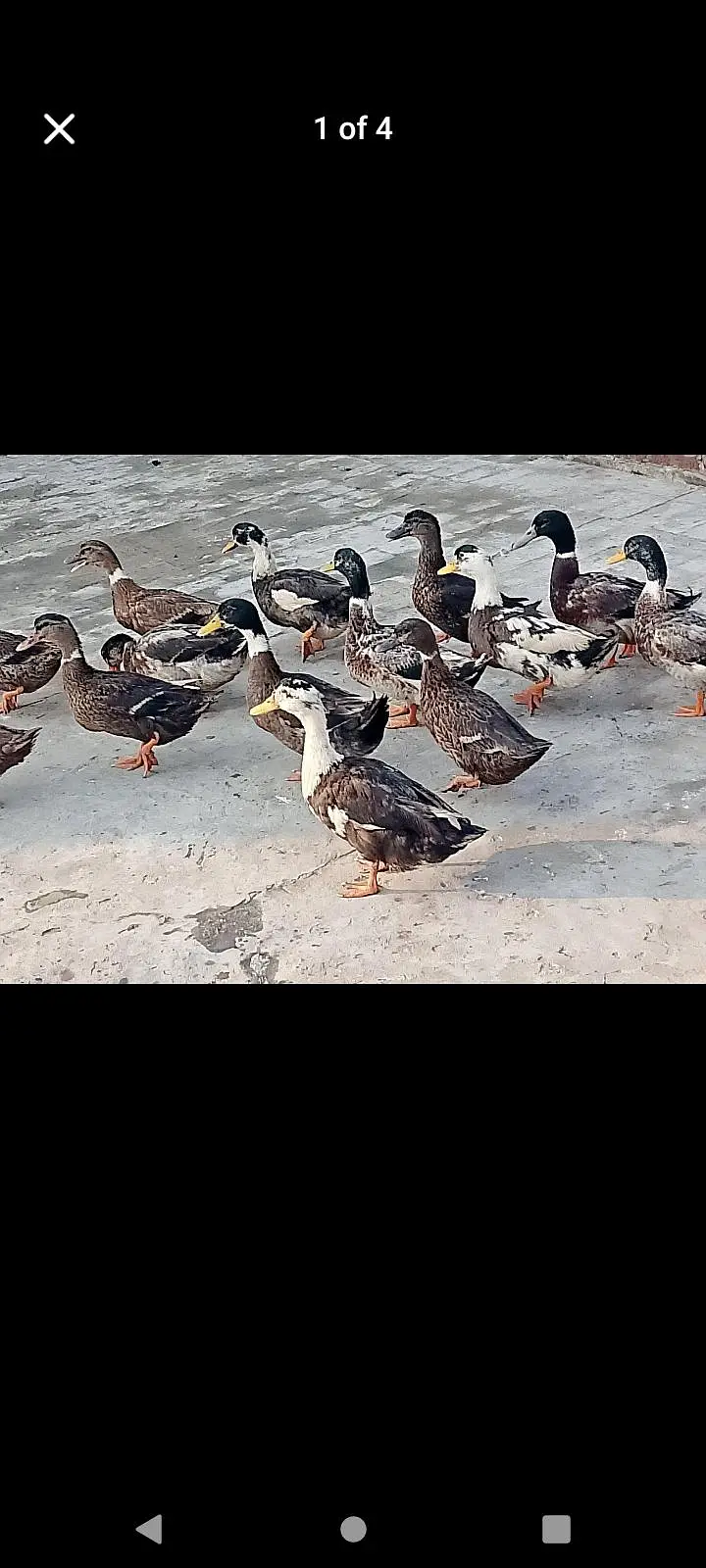 duck eggs dyrhi ha watsap 03254858812 location Rana town shadrha — photo 3