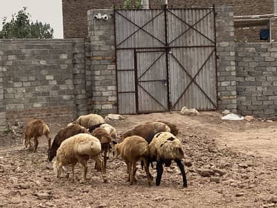 Lambs Available for Eid Ul Azha