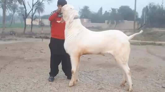 Qurbani ke Liye Bakra for sale /03226643435)